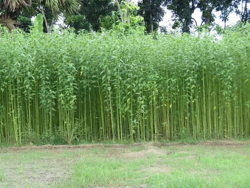 পাট কাটা ও জাগ