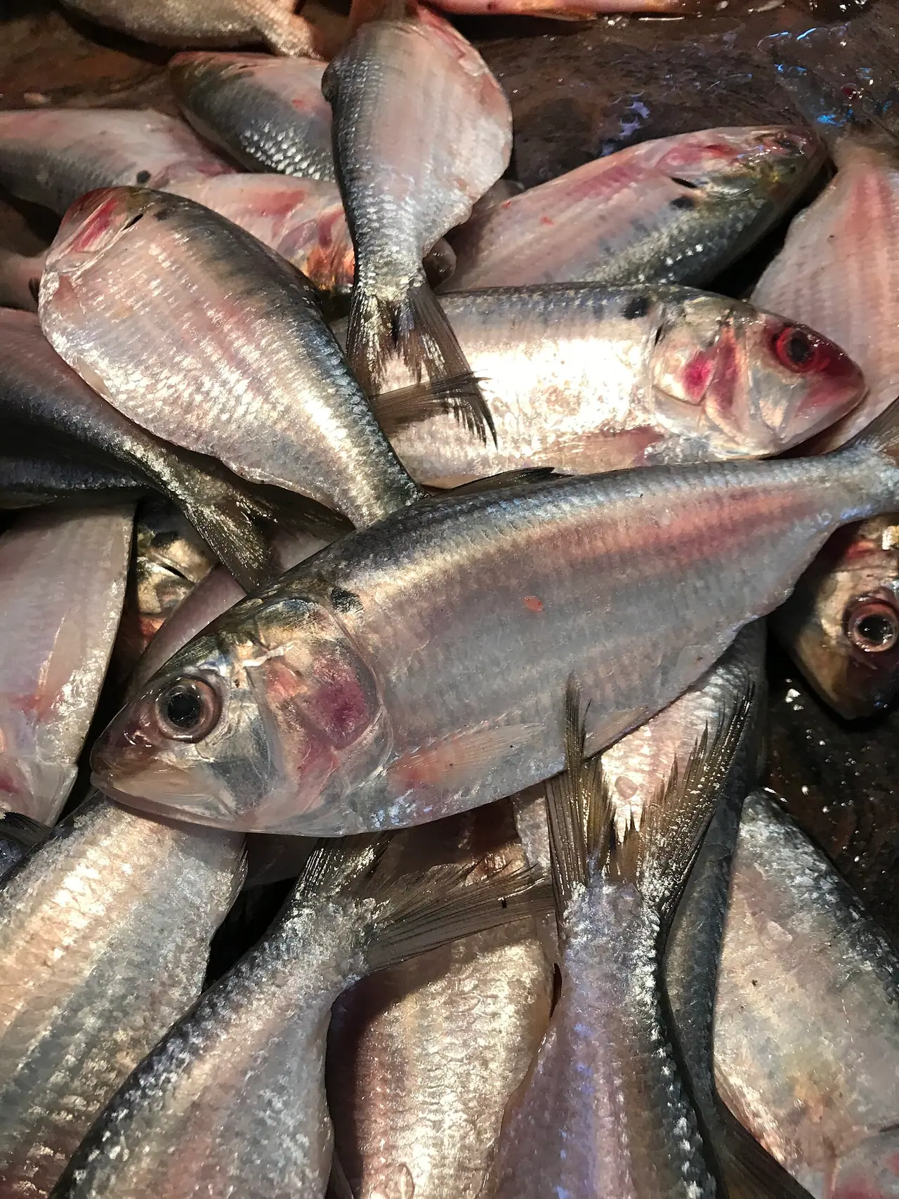 Barishal ilish