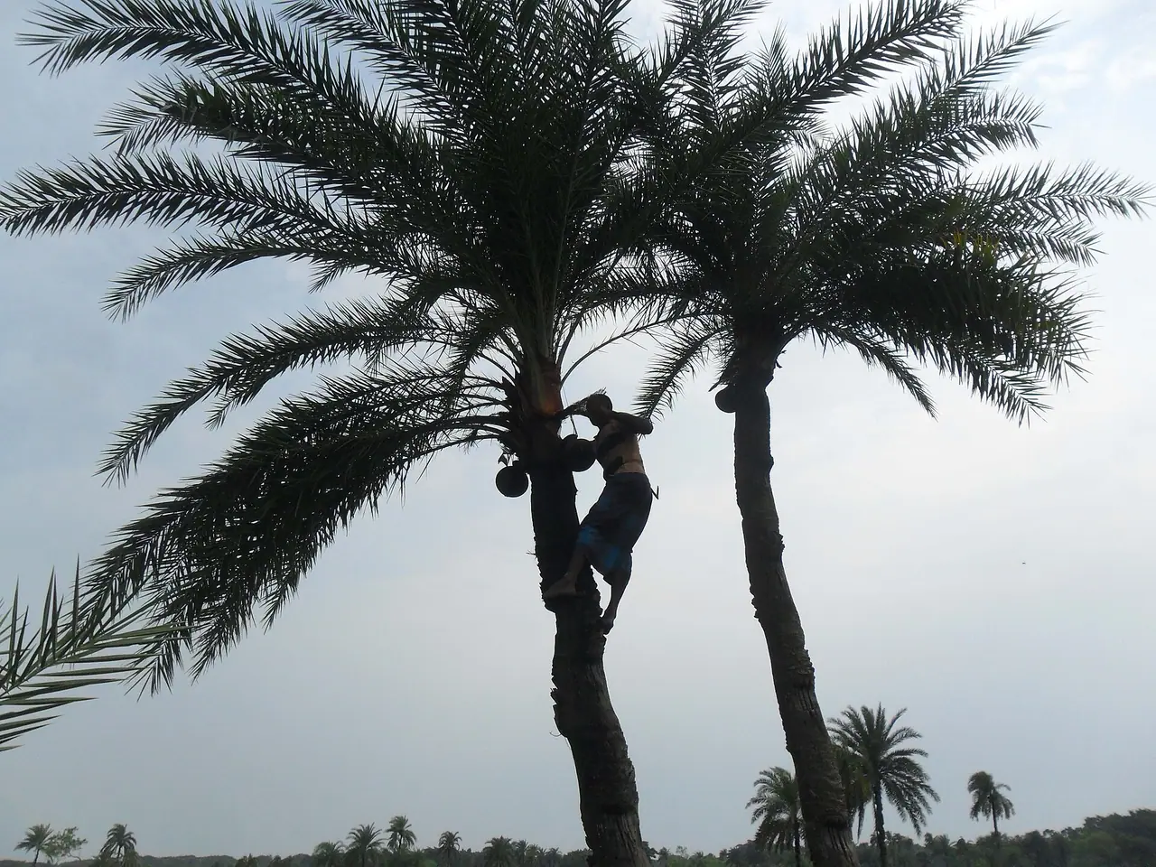 গাছিদের খেজুর রস সংগ্রহ