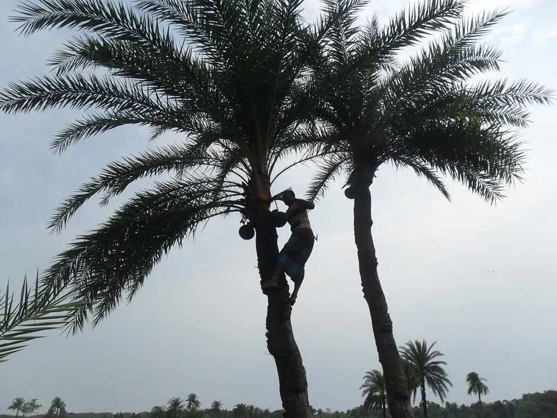 গাছিদের খেজুর রস সংগ্রহ