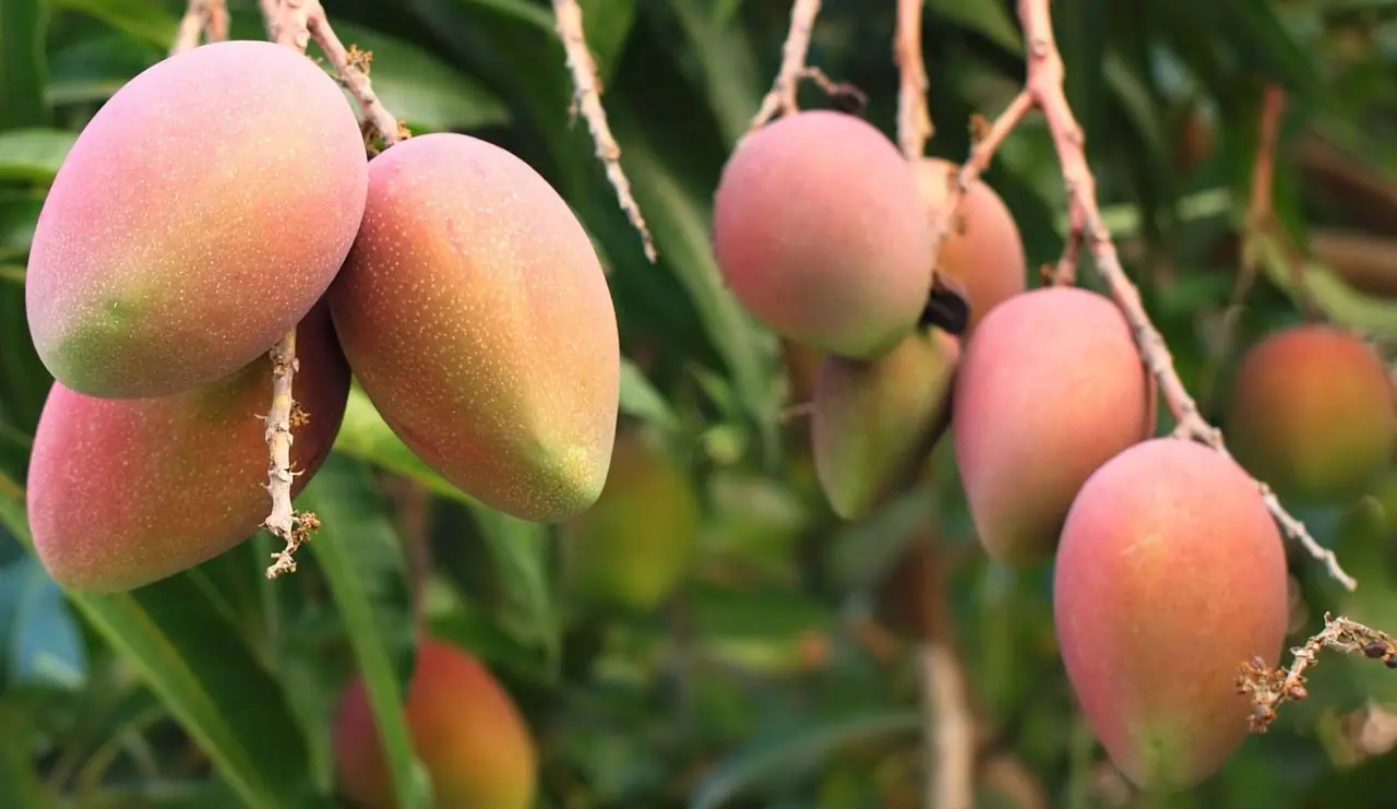 Haribhanga Mango