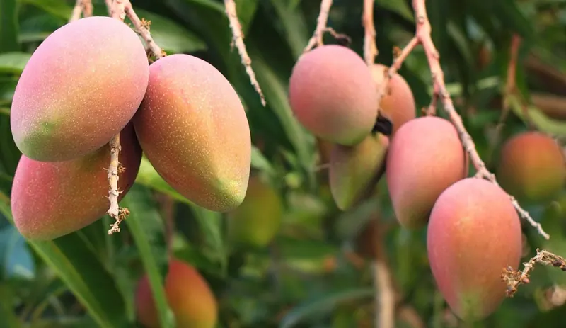 হাড়িভাঙ্গা আম