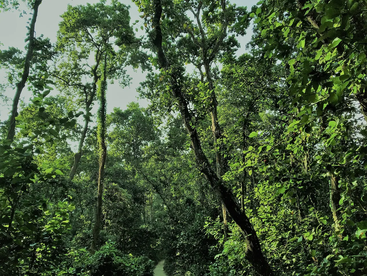 সিংড়া জাতীয় উদ্যান