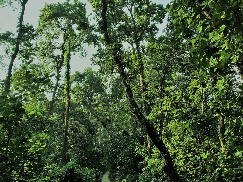 সিংড়া জাতীয় উদ্যান