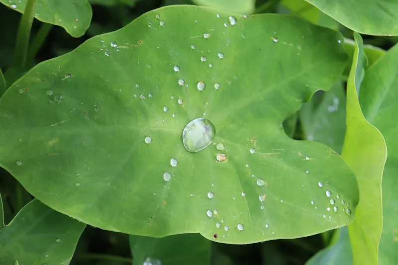 লতিরাজ কচু