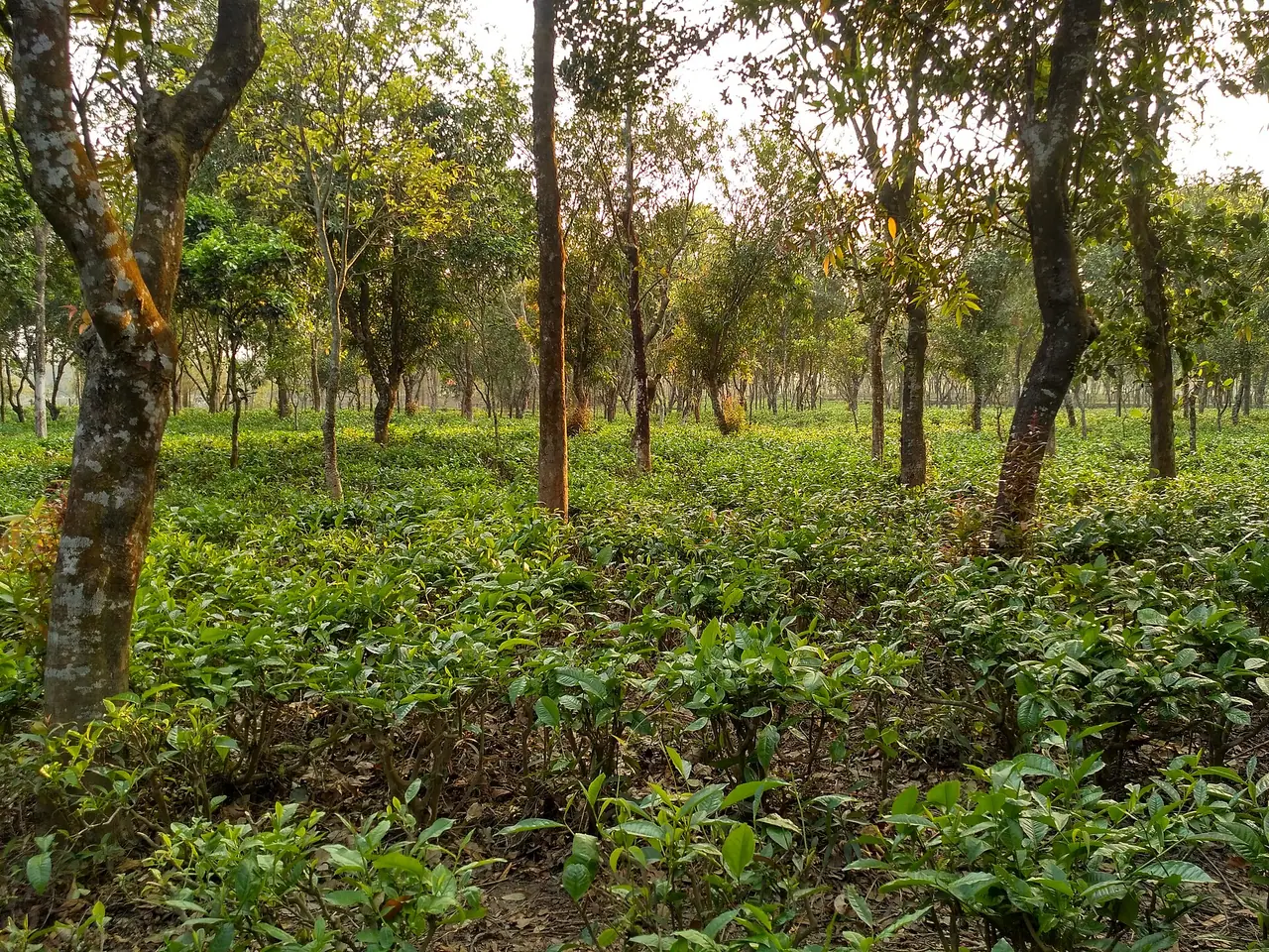 তেঁতুলিয়ার চা বাগান