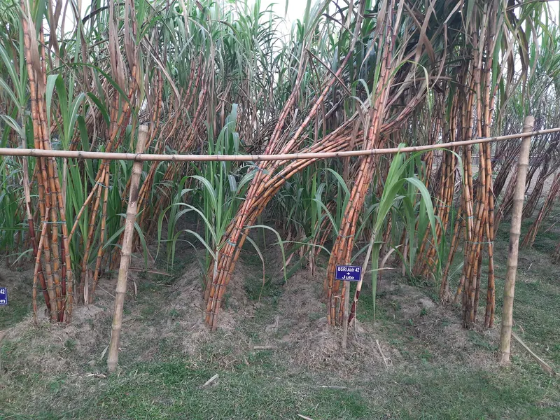 ফুলবাড়িয়ার লাল চিনি