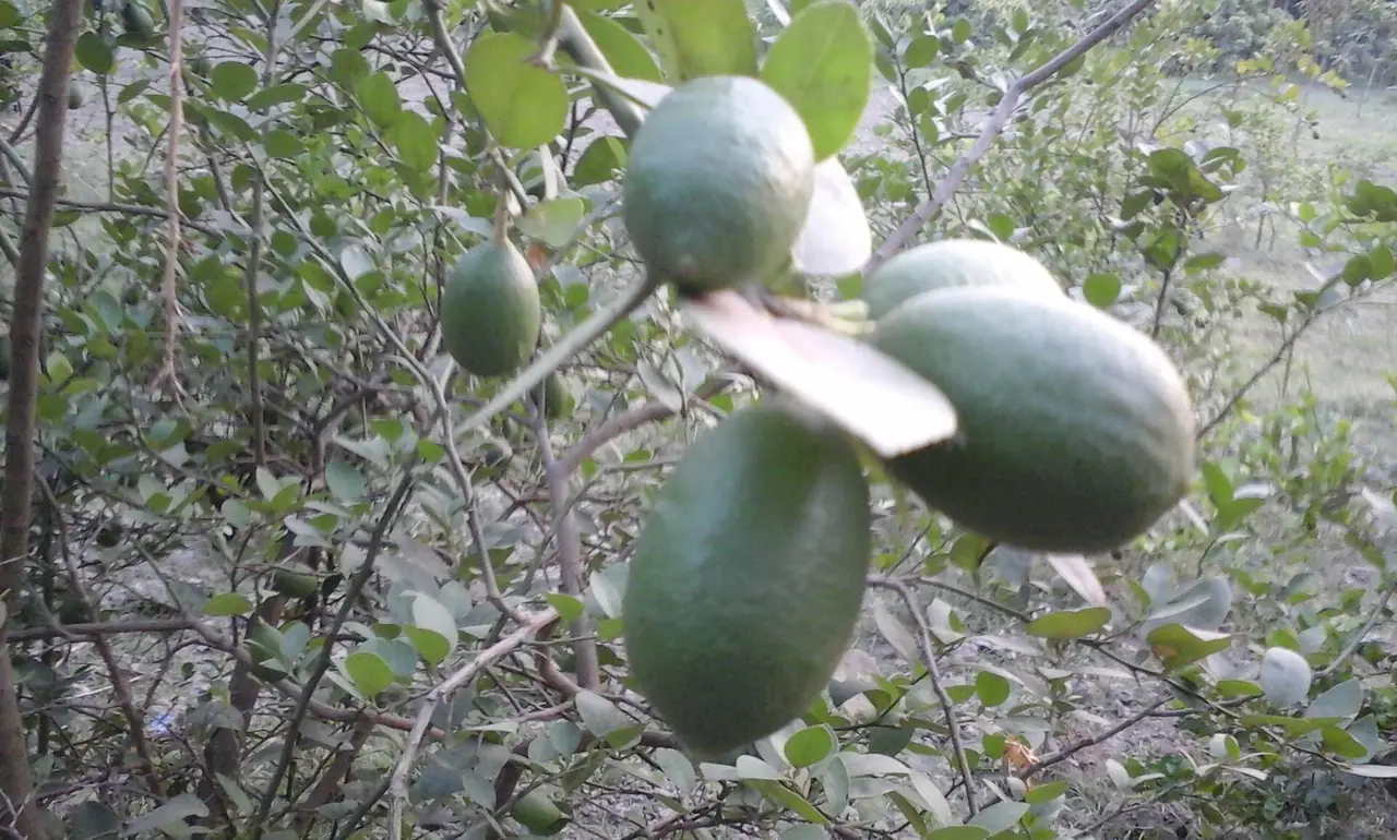 Srimangal Lemon