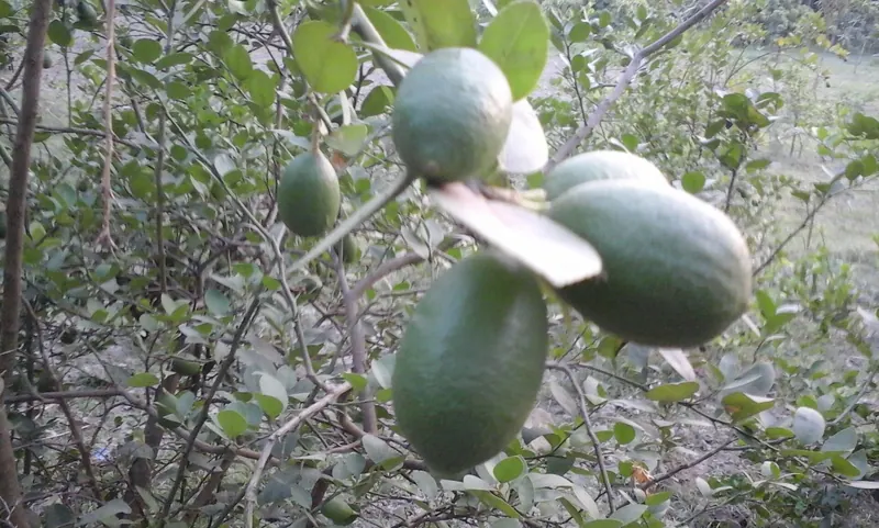 শ্রীমঙ্গলের লেবু