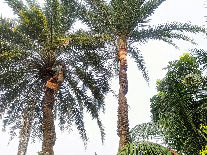 খেজুর রস সংগ্রহ