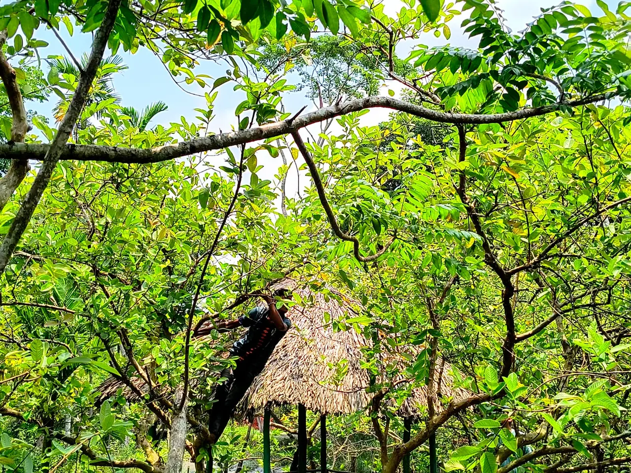 Swarupkathi guava