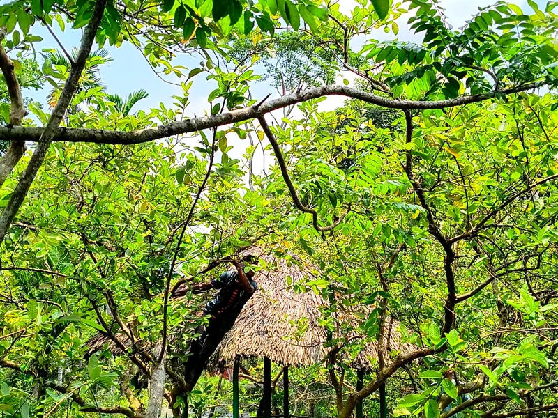 স্বরূপকাঠির পেয়ারা