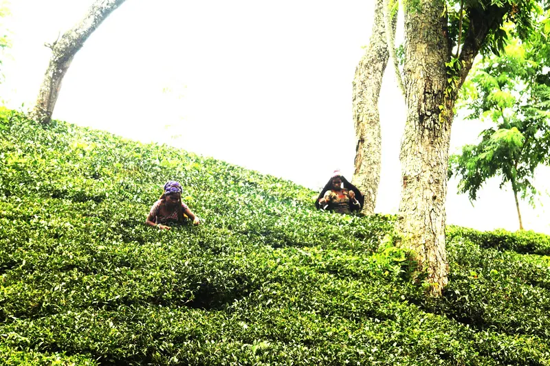 চা শ্রমিকদের ফাগুয়া উৎসব