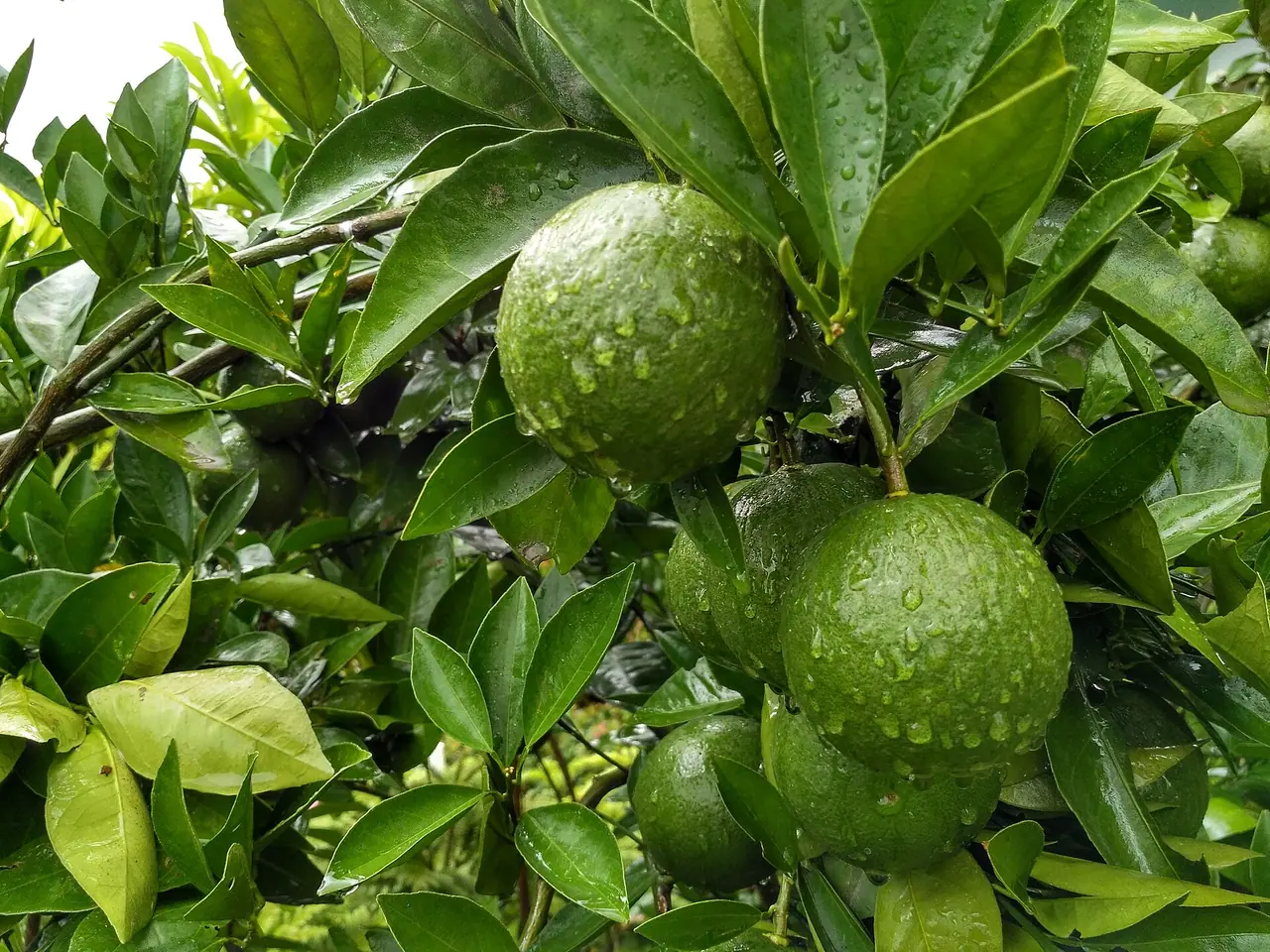 পঞ্চগড়ের কমলা ও মাল্টা