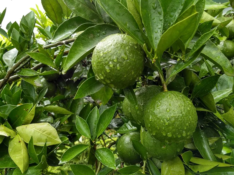 পঞ্চগড়ের কমলা ও মাল্টা