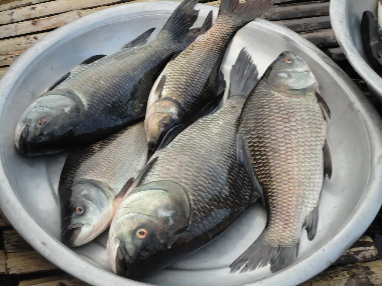 তিতাস ও হাওরের মাছ