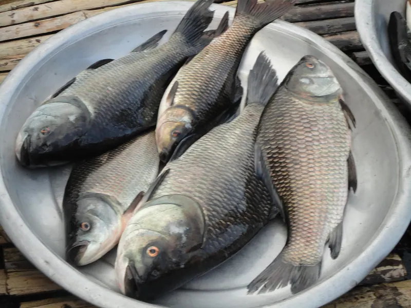 Titas and Haor Fish