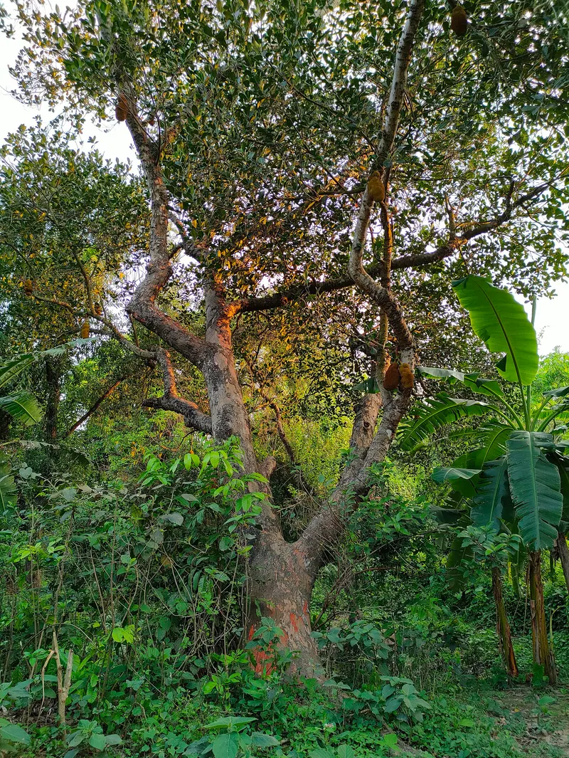 Lalmai Hill Jackfruit