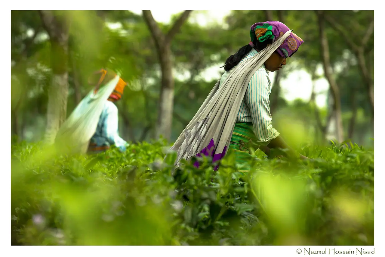 পঞ্চগড়ের চা