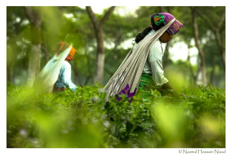 পঞ্চগড়ের চা