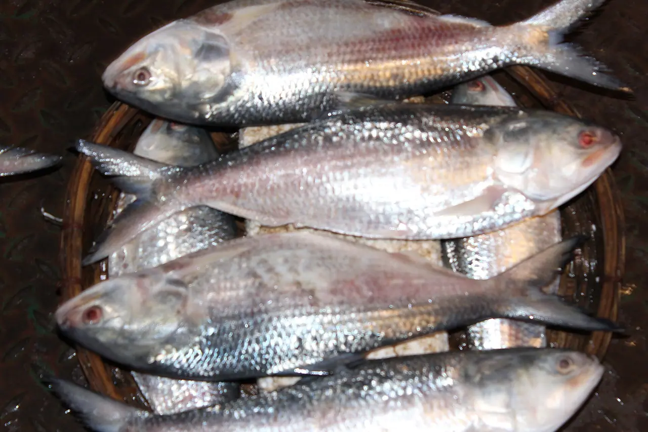 Patharghata ilish