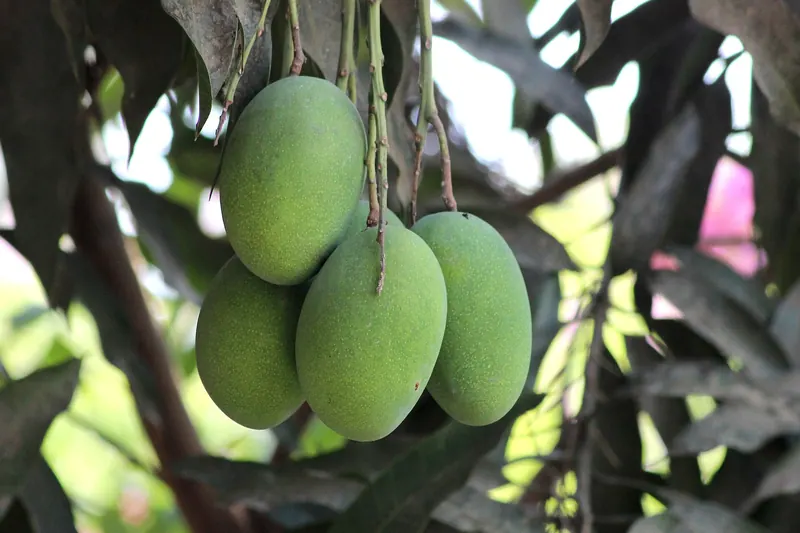 খাগড়াছড়ির আম্রপালি