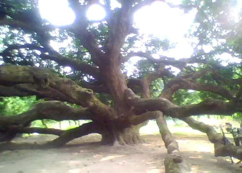 বালিয়াডাঙ্গীর সূর্যপুরী আমগাছ