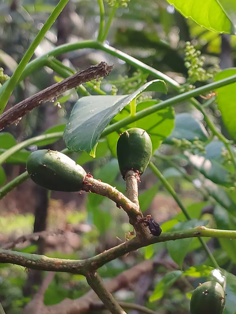 ঝালকাঠির আমড়া