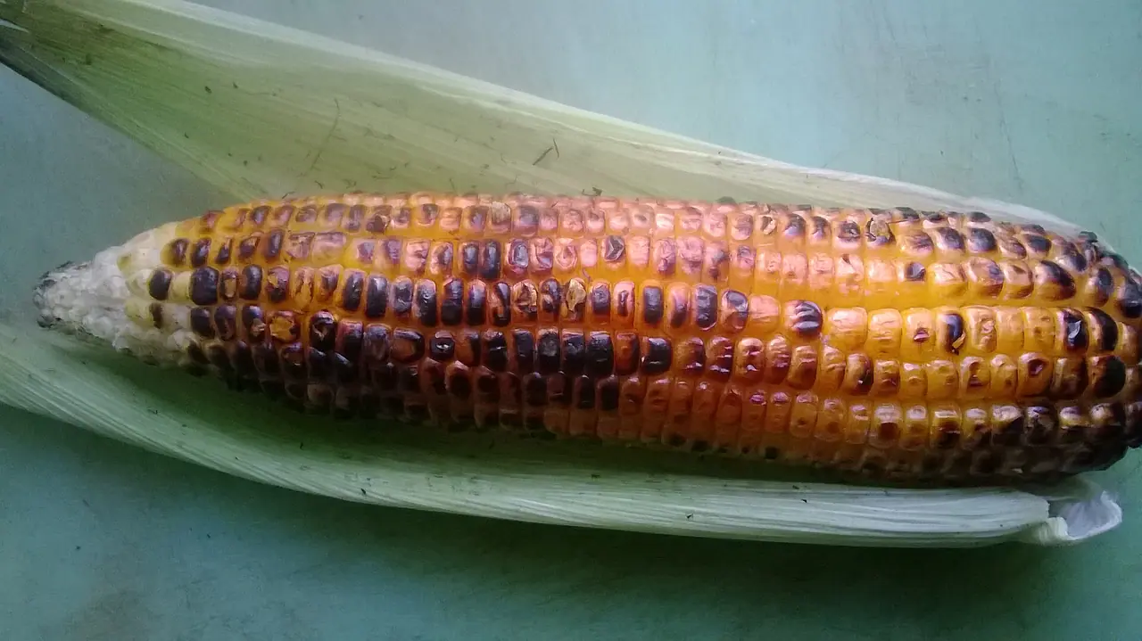 চরের ভুট্টা