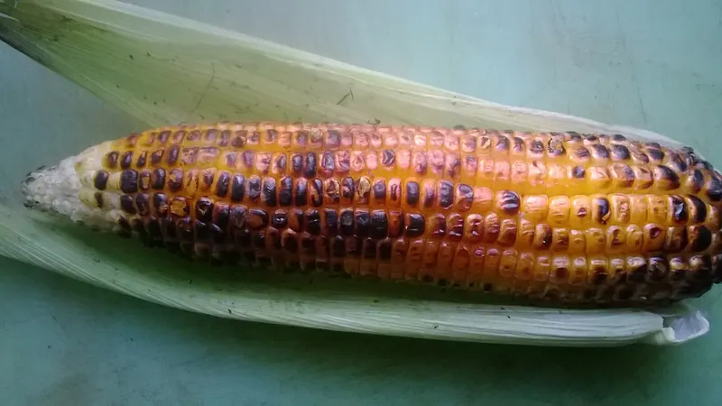 চরের ভুট্টা