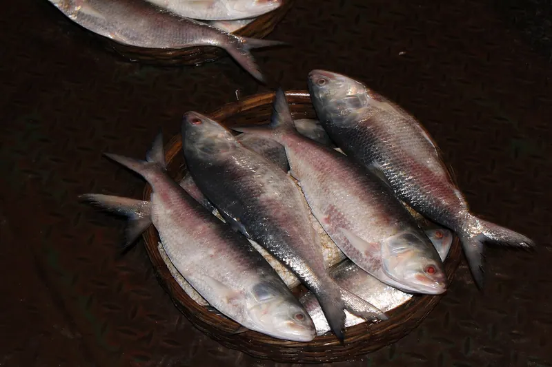 লক্ষ্মীপুরের মেঘনার ইলিশ