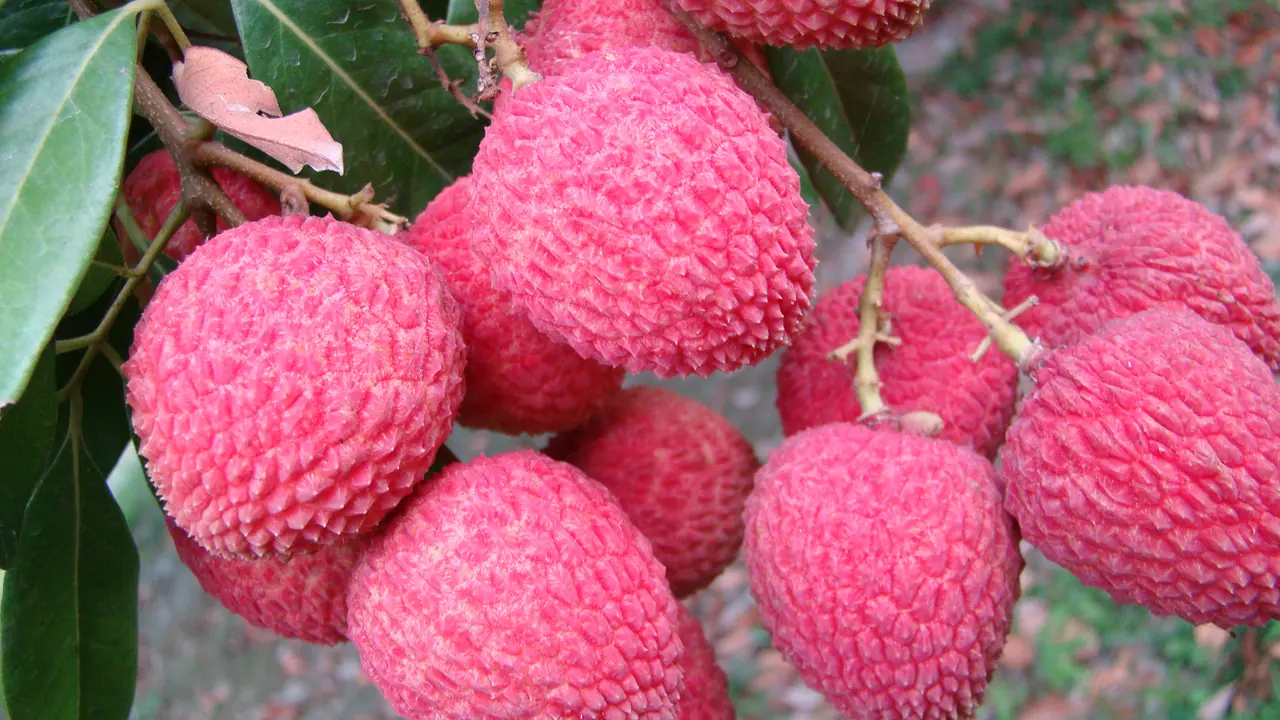 ঈশ্বরদীর লিচু