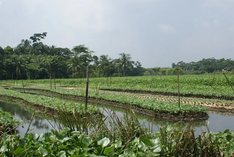 নাজিরপুরের ভাসমান সবজি বাগান