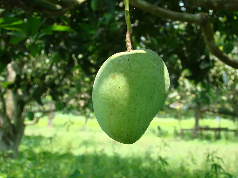 চুয়াডাঙ্গার আম