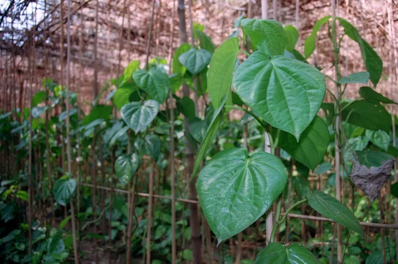 মহেশখালীর মিষ্টি পান