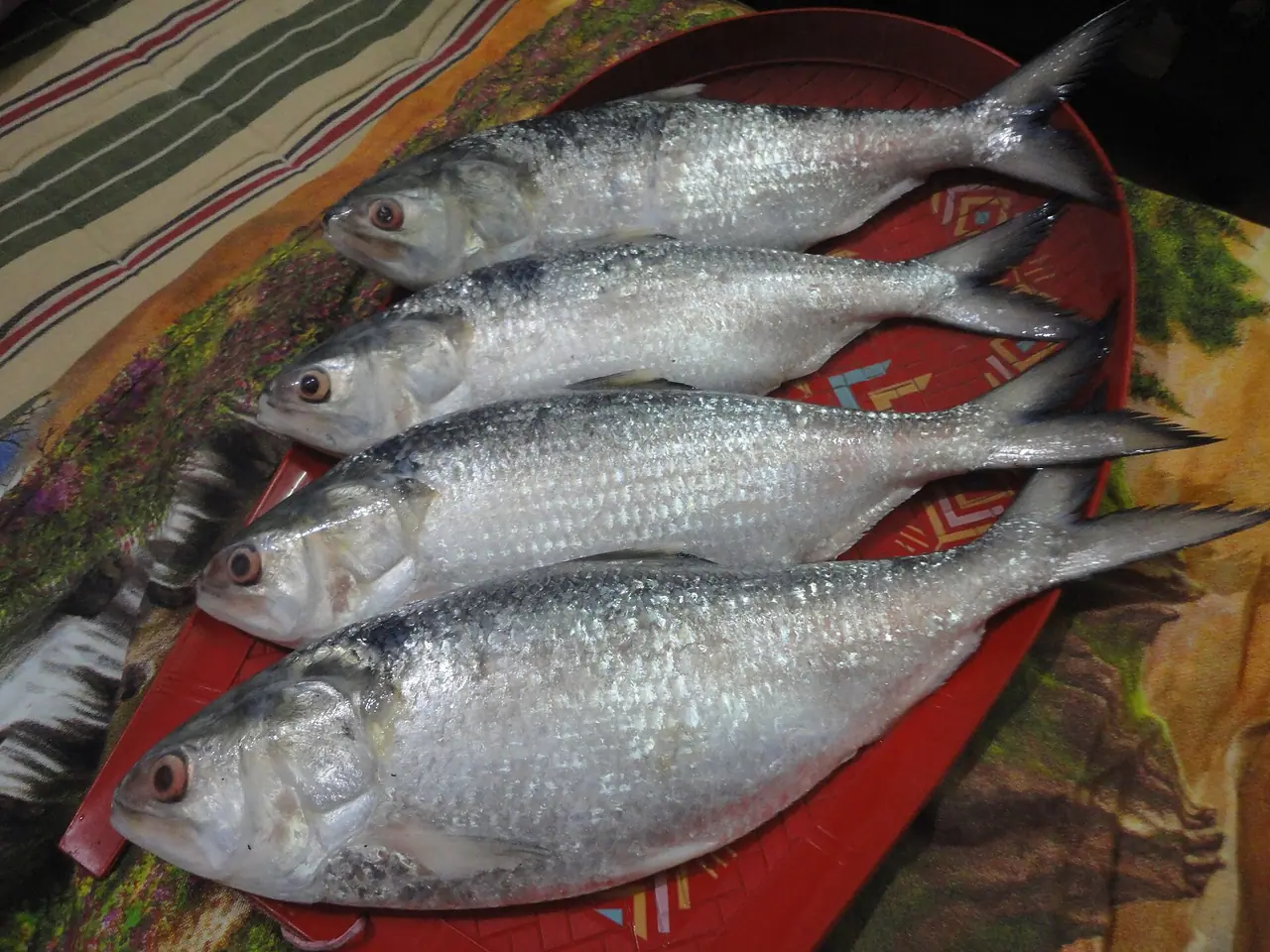 Padma Hilsa