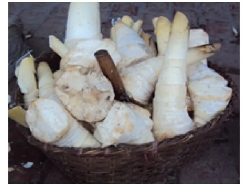 বাঁশকোড়ল