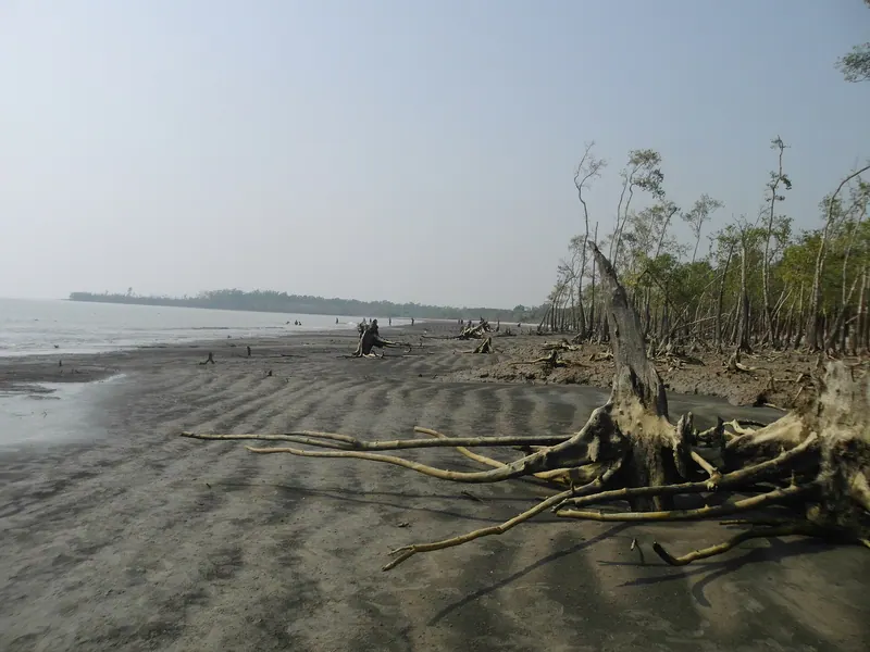 কটকা ও কচিখালী