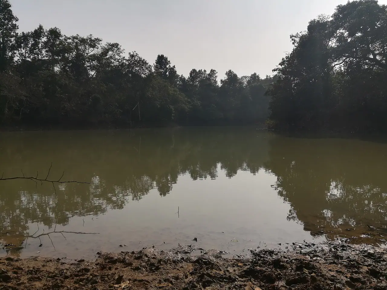 মধুপুর বন