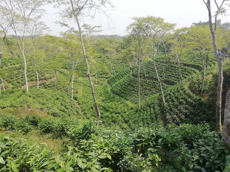 তেলিয়াপাড়া চা বাগান ও স্মৃতিসৌধ