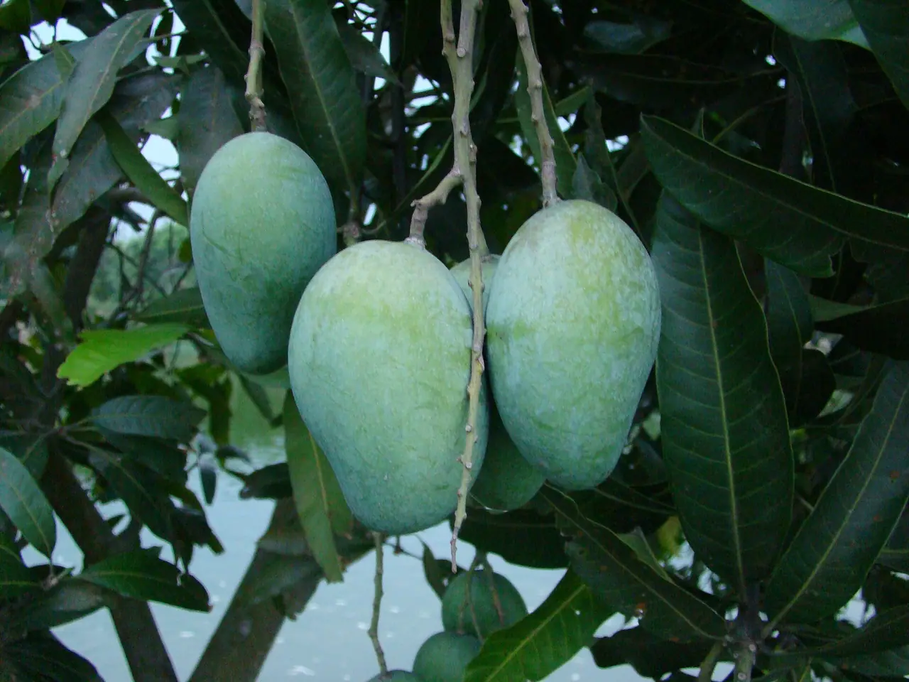 সাপাহার-পোরশার আম