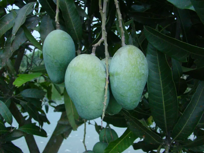 সাপাহার-পোরশার আম