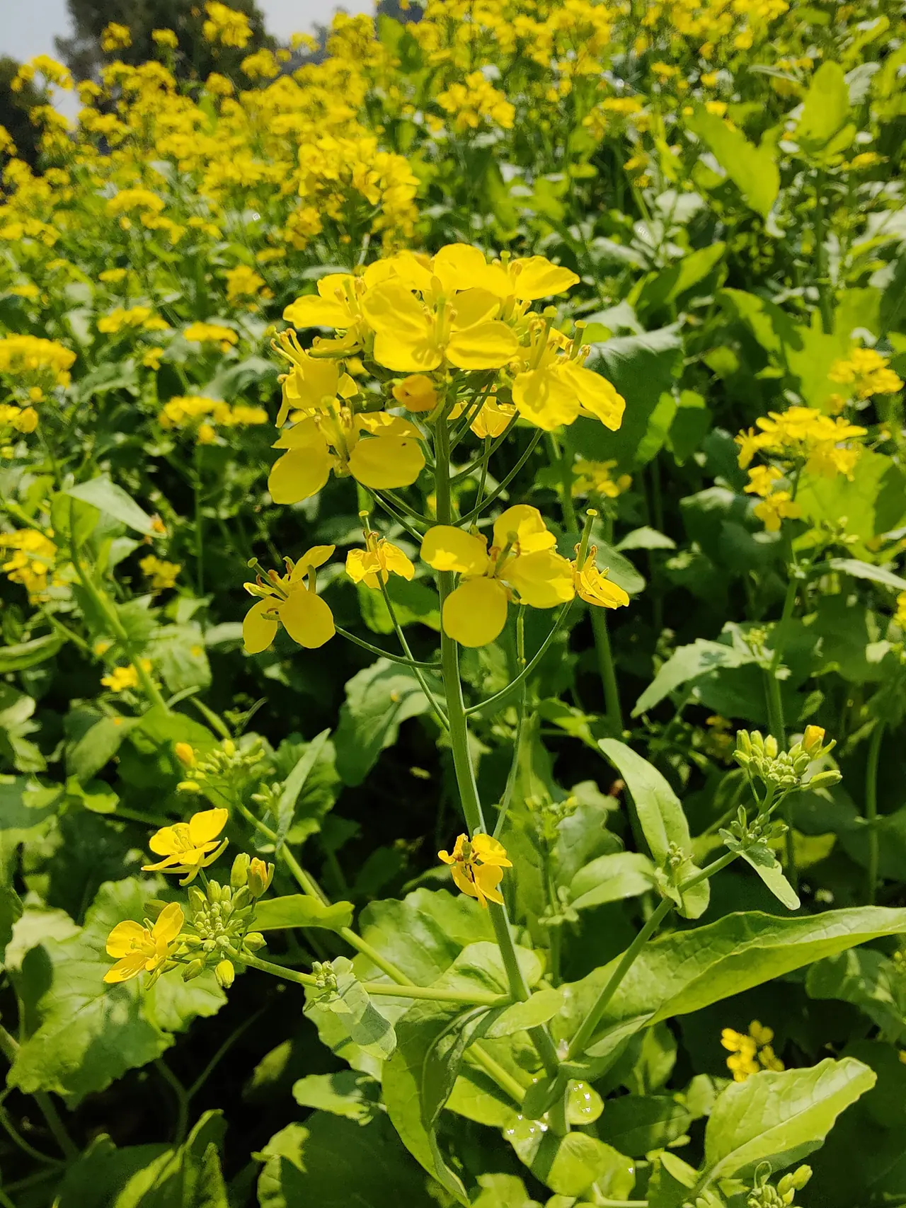Mustard Fields of Manikganj