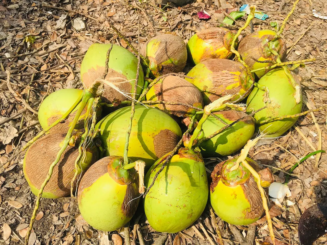 লক্ষ্মীপুরের নারকেল ও ডাব