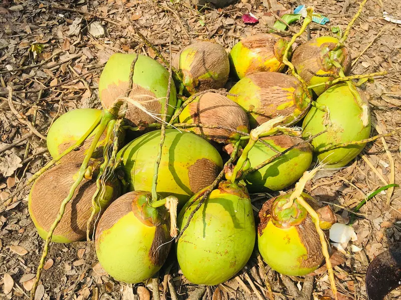 লক্ষ্মীপুরের নারকেল ও ডাব