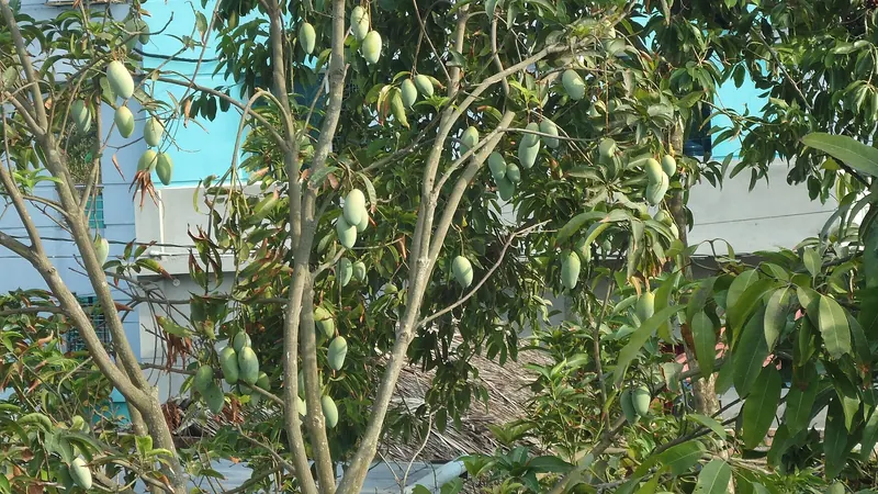 আমসত্ত্ব