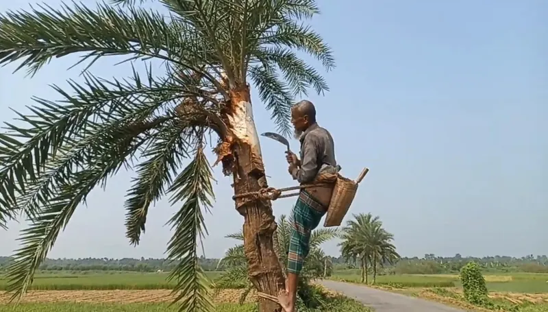 গাছিদের খেজুর রস সংগ্রহ
