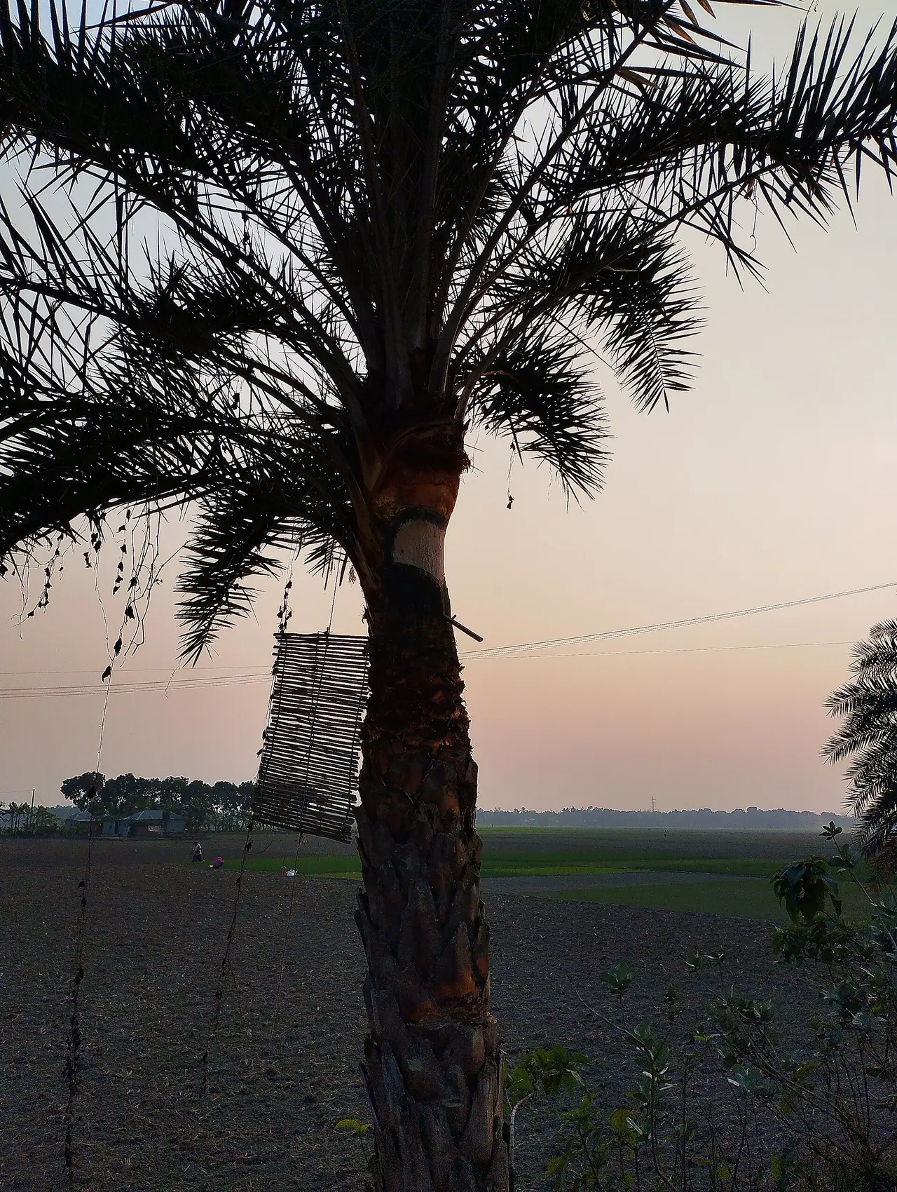 ঝিনাইদহের খেজুর পাটালি