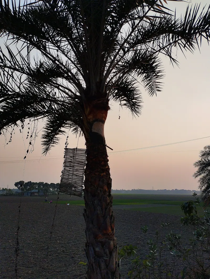ঝিনাইদহের খেজুর পাটালি
