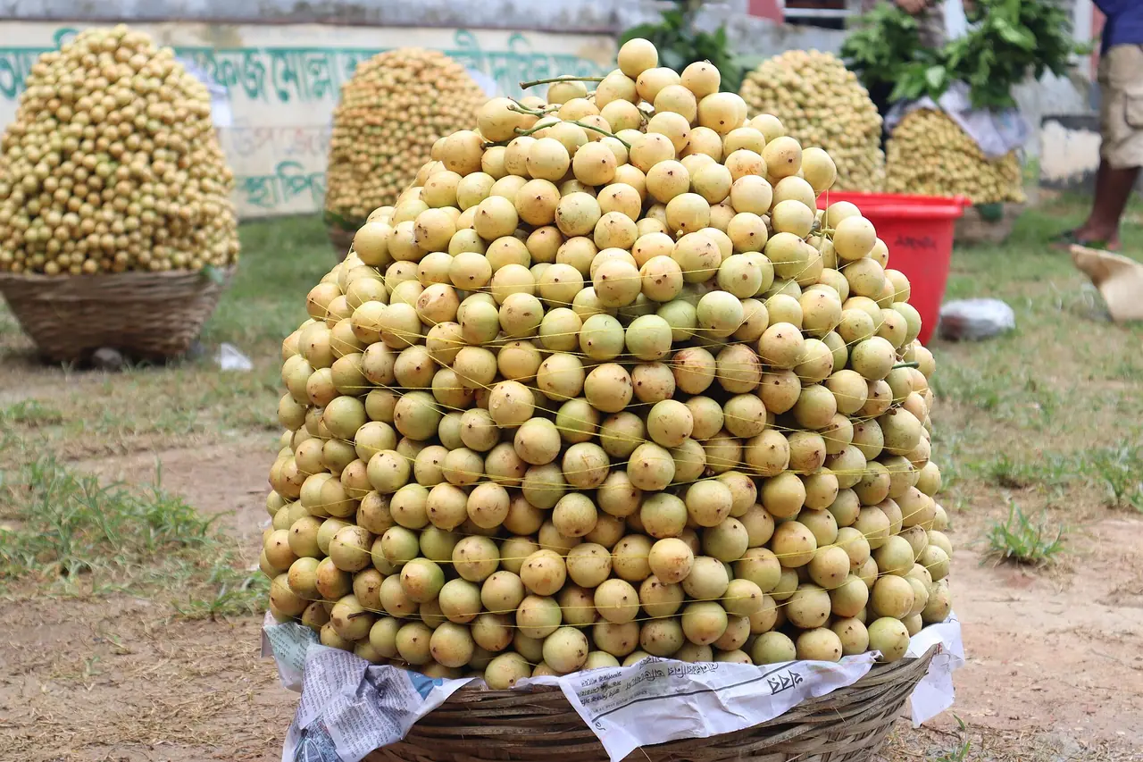লটকন